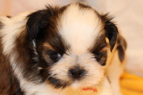 成約済の愛知県のシーズー-31664の5枚目